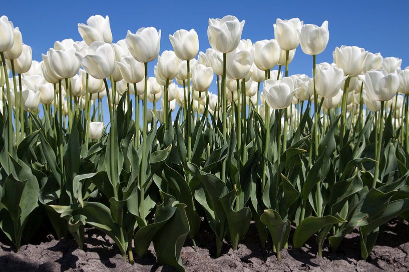Beautiful white tulips on the wall by Maurice de vries