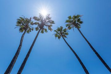 Palmbomen met zon van Melanie Viola