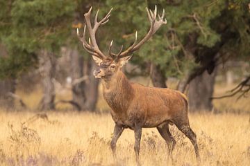 Deer on the Hoge Veluwe, rutting season by Gert Hilbink