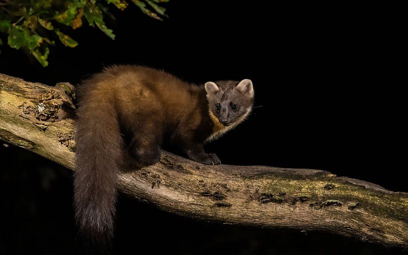 Hummingbird by Harry Punter