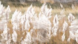 Tanz des Schilfs (Abstrakte Landschaft in Gold und Beige). von Duinstee Gallery