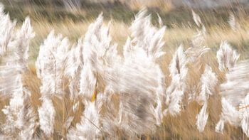 Tanz des Schilfs (Abstrakte Landschaft in Gold und Beige).