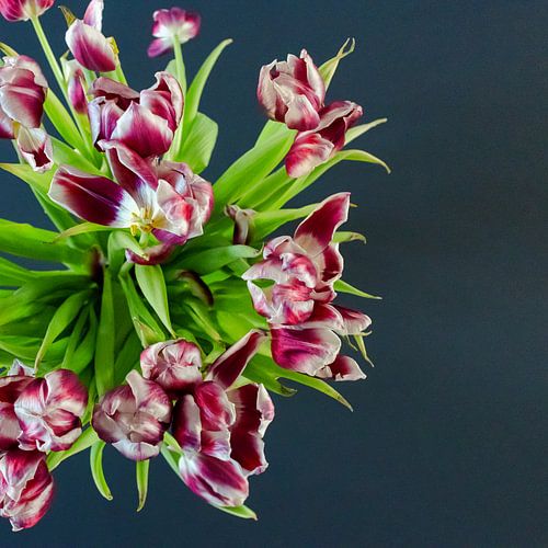 Stilleven Gedroogde Tulpen Kunst