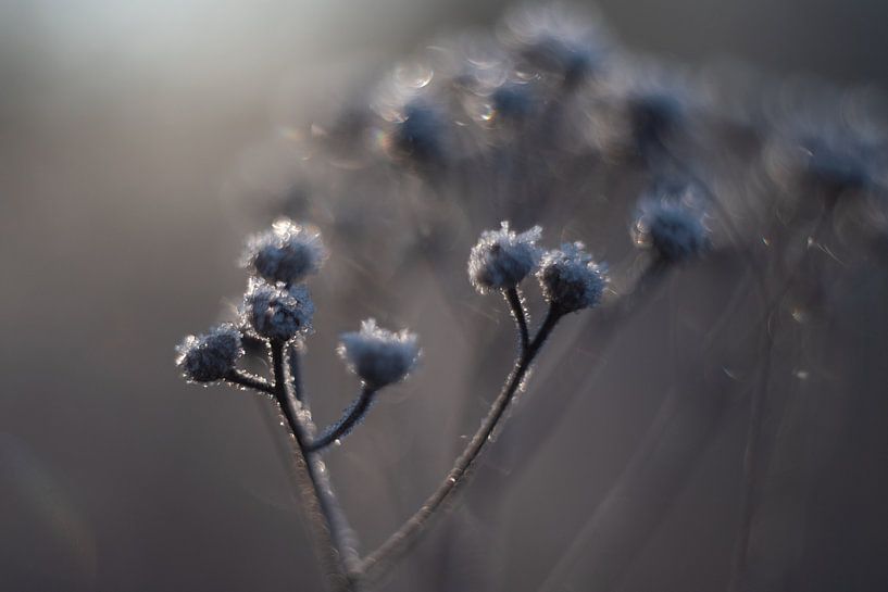 Winter Flowers by Alexander Tromp