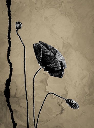 Coquelicot noir naturel