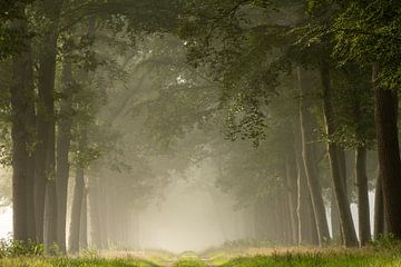 Wandelend de mist in van Marloes ten Brinke