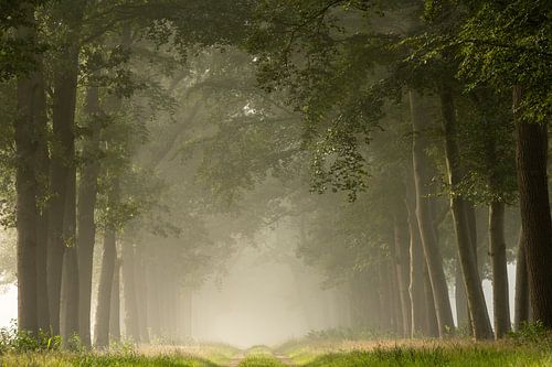 Wandelend de mist in