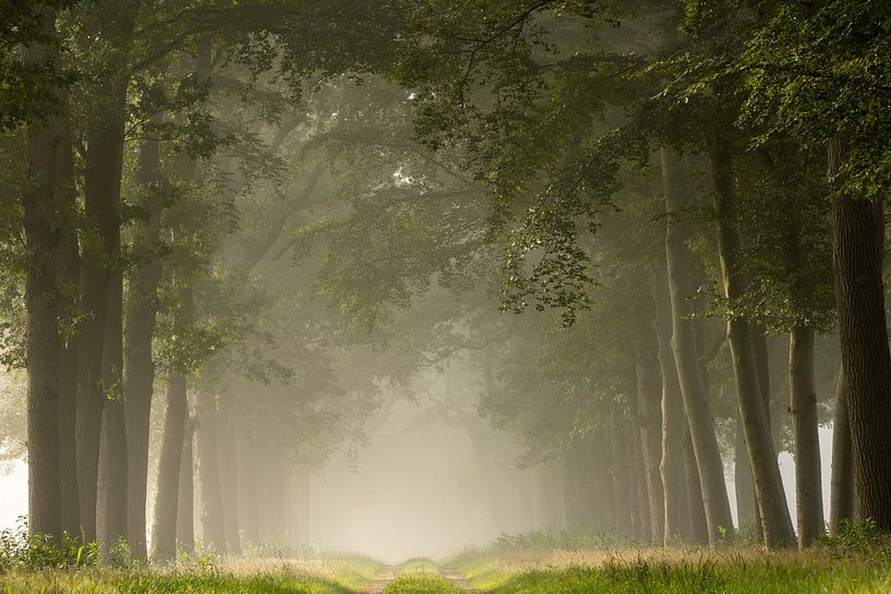 Walking into the fog by Marloes ten Brinke