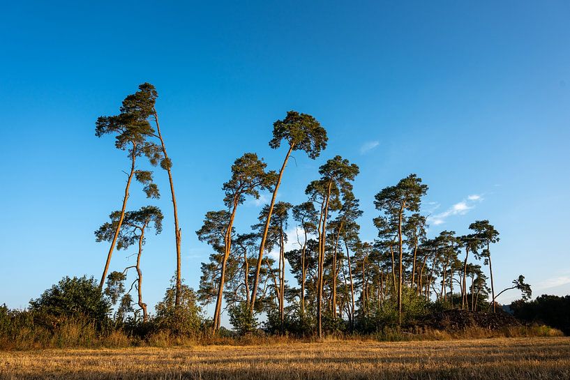 Steppe wit blauw van Berthold Ambros