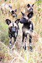 Afrikaanse wilde hond van Eline netnas thumbnail