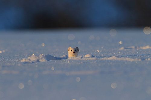 Hermine (Mustela erminea) en hiver Allemagne