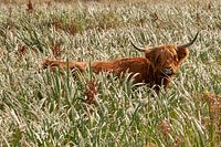 Scottish Highlander in De Geul Texel
