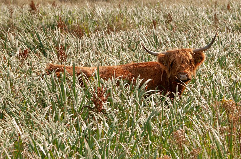 Highlander écossais dans De Geul Texel par Ronald Timmer