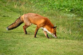 Vos by Arno-Jan Boere