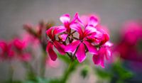 Bloem