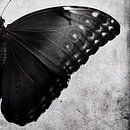 A Set of Two Butterflies by David Potter thumbnail