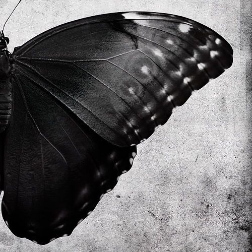 Une série de deux papillons