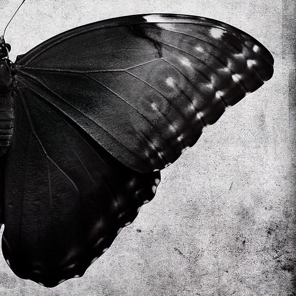 A Set of Two Butterflies by David Potter
