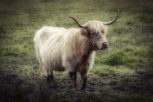 Irisches Rindfleisch gräbt den Dreck