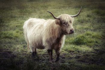 Irish beef diggin the dirt