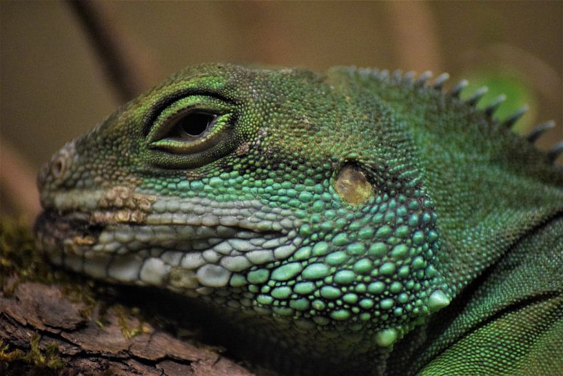 Iguana van Ramona Peter