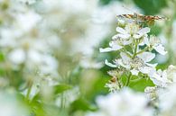 Schmetterling in weiß von Fokko Erhart Miniaturansicht