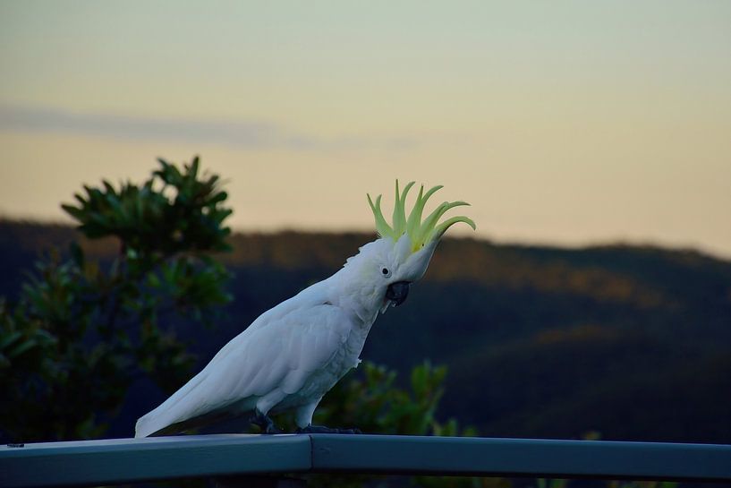 Un cacatoès à crête jaune excité par Frank's Awesome Travels