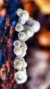 Champignons sur pied
