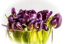Tulpen by Bertram Bergink