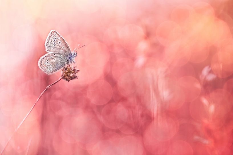 More Sunshine by Bob Daalder