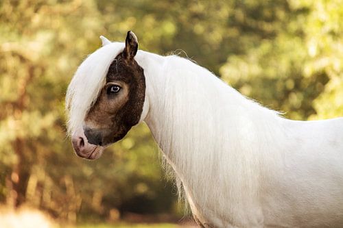 Cheval miniature américain