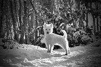West Highland Terrier Westie in the snow