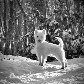West Highland Terrier Westie im Schnee von Jennifer van den Hurk