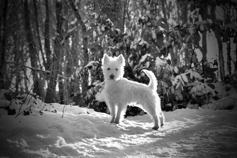 West Highland Terrier Westie in the snow by Jennifer van den Hurk