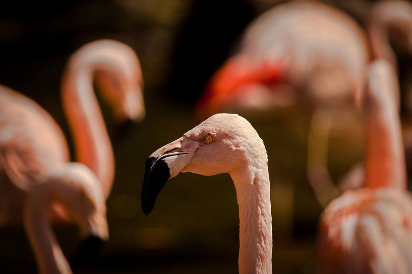 Flamingo van Ulrich Brodde