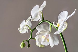 Orchidée sur Rik Verslype