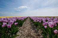 champ de tulipes par Kristof Ven Aperçu