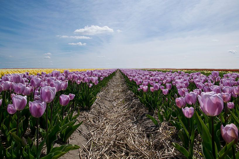 champ de tulipes par Kristof Ven