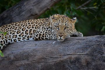 léopard sur Robert Styppa