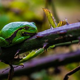 Baumfrosch am Brombeerstrauch von Bas Maas