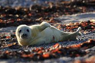 Kegelrobbe Heuler Insel Helgoland Deutschland von Frank Fichtmüller Miniaturansicht