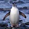 Kinband pinguïn weer schoon en fris.... by Mignon Goossens