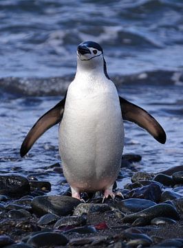 Kinband pinguïn weer schoon en fris.... van Mignon Goossens