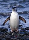 Kinband pinguïn weer schoon en fris.... by Mignon Goossens thumbnail