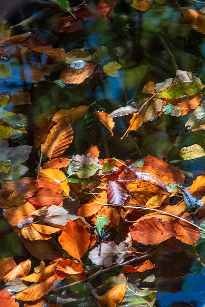 Les lacs de Plitvice et les chutes d'eau en automne par Alex Neumayer