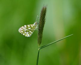 Green with a tip of orange by Mariska Planken