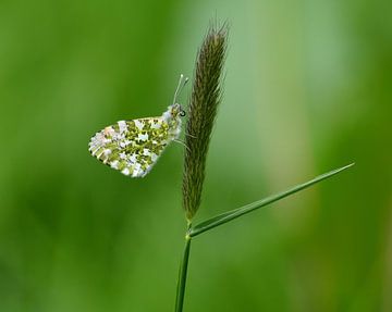 Grün mit einem Hauch von Orange von Mariska Planken