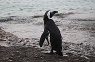 Pinguïns (Zuid-Afrika) by Danae Looman thumbnail