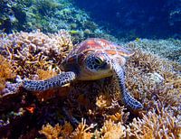 Zeeschildpad poserend op een koraalrif