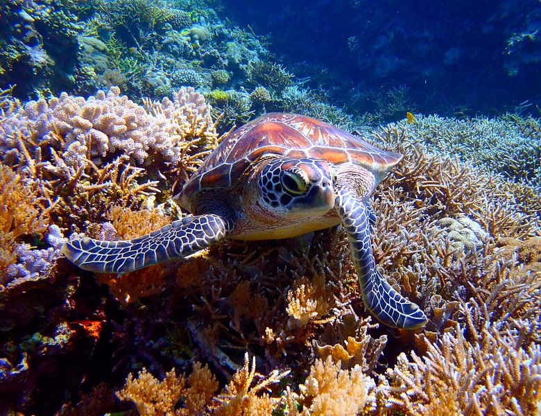 Zeeschildpad poserend op een koraalrif van Harm Ormel